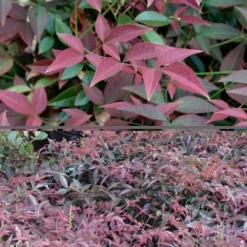 Flirt Dwarf Nandina - 2 Gallon Pot -Garden Supplies Sales 2024 Nandina Flirt 500x750 2