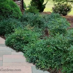 Harbor Belle Dwarf Nandina - 6 Pack Of 1 Gallon Pots -Garden Supplies Sales 2024 Nandina Harbor Belle 11 1