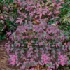 Harbor Belle Dwarf Nandina - 3 Gallon Pot