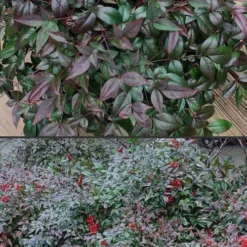 Harbor Belle Dwarf Nandina - 3 Gallon Pot -Garden Supplies Sales 2024 Nandina Harbor Belle 500x750 3