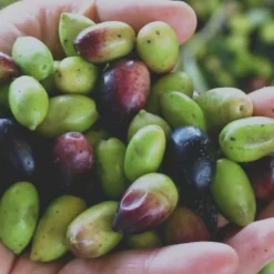 Arbequina Olive Tree - 1 Gallon Pot -Garden Supplies Sales 2024 Olive Tree Arbequina Fruits 1 1