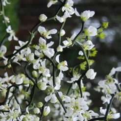 Flying Dragon Hardy Orange Tree - 7 Gallon Pot (3-4') -Garden Supplies Sales 2024 Orange Flying Dragon 10 1