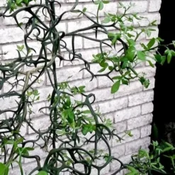 Flying Dragon Hardy Orange Tree - 7 Gallon Pot (3-4') -Garden Supplies Sales 2024 Orange Flying Dragon 11 1