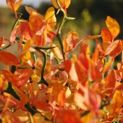 Flying Dragon Hardy Orange Tree - 7 Gallon Pot (5-6') (COPY) -Garden Supplies Sales 2024 Orange Flying Dragon 13 2