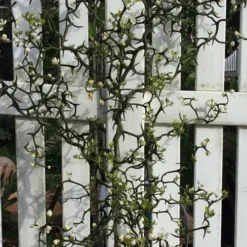 Flying Dragon Hardy Orange Tree - 7 Gallon Pot (5-6') (COPY) -Garden Supplies Sales 2024 Orange Flying Dragon 3 2