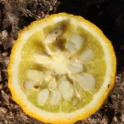 Flying Dragon Hardy Orange Tree - 7 Gallon Pot (5-6') (COPY) -Garden Supplies Sales 2024 Orange Flying Dragon 5 2