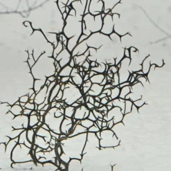 Flying Dragon Hardy Orange Tree - 7 Gallon Pot (5-6') (COPY) -Garden Supplies Sales 2024 Orange Flying Dragon 7 2