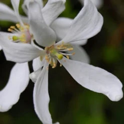 Flying Dragon Hardy Orange Tree - 7 Gallon Pot (3-4') -Garden Supplies Sales 2024 Orange Flying Dragon 8 1