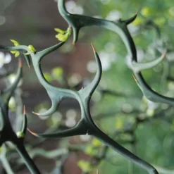 Flying Dragon Hardy Orange Tree - 7 Gallon Pot (5-6') (COPY) -Garden Supplies Sales 2024 Orange Flying Dragon 9 2