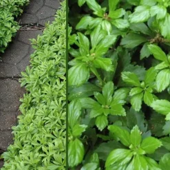Green Carpet Pachysandra - Japanese Spurge - 18 Count Flat Of Pint Pots -Garden Supplies Sales 2024 Pachysandra Green Carpet