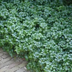 Green Carpet Pachysandra - Japanese Spurge - 18 Count Flat Of Pint Pots