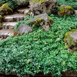 Green Sheen Pachysandra - Japanese Spurge - 18 Count Flats Of Pint Pots -Garden Supplies Sales 2024 Pachysandra Green Sheen Landscape