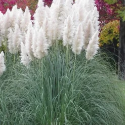White Pampas Grass - 3 Gallon Pot 14 White Pampas Grass - 3 Gallon Pot -Garden Supplies Sales 2024 Pampas Grass White 11