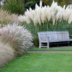 White Pampas Grass - 3 Gallon Pot 15 White Pampas Grass - 3 Gallon Pot -Garden Supplies Sales 2024 Pampas Grass White 6
