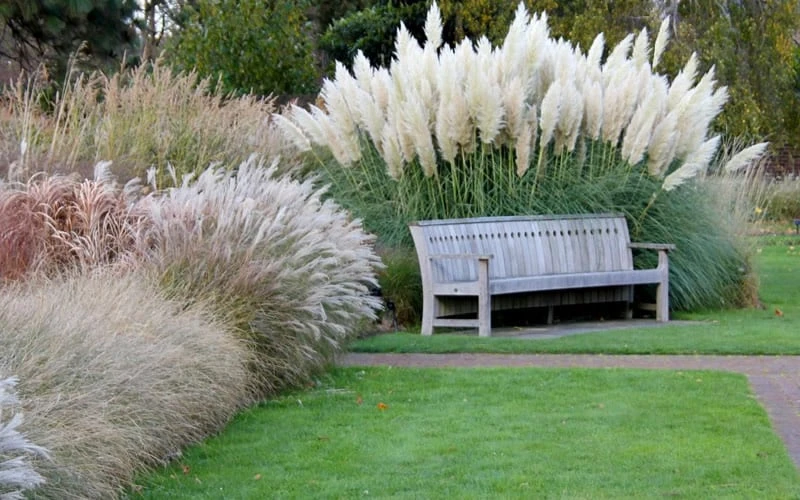 White Pampas Grass - 3 Gallon Pot 8 White Pampas Grass - 3 Gallon Pot - Image 8
