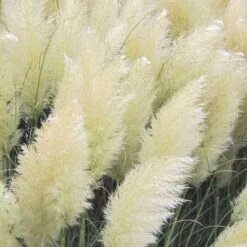 White Pampas Grass - 3 Gallon Pot