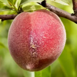 Bonanza Dwarf Patio Peach Tree - 5 Gallon -Garden Supplies Sales 2024 Peach Bonanza 1