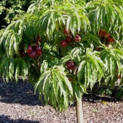 Bonanza Dwarf Patio Peach Tree - 5 Gallon -Garden Supplies Sales 2024 Peach Bonanza 2