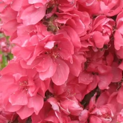 Bonanza Dwarf Patio Peach Tree - 3 Gallon Pot -Garden Supplies Sales 2024 Peach Bonanza 3 1