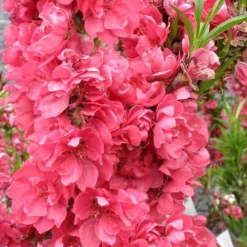 Bonanza Dwarf Patio Peach Tree - 5 Gallon -Garden Supplies Sales 2024 Peach Bonanza 4