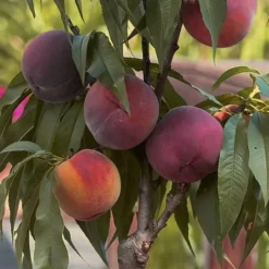 Bonanza Dwarf Patio Peach Tree - 5 Gallon -Garden Supplies Sales 2024 Peach Bonanza 5