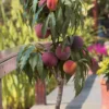 Bonanza Dwarf Patio Peach Tree - 2 Gallon Pot