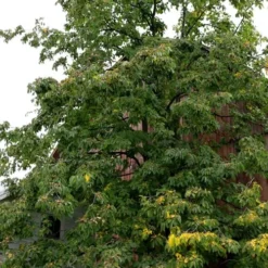 American Persimmon Tree - Diospyros Virginiana - 2 Gallon Pot -Garden Supplies Sales 2024 Persimmon American 2 3