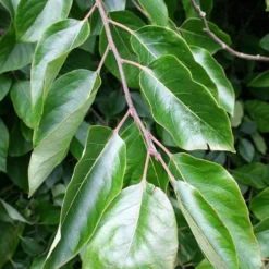 American Persimmon Tree - Diospyros Virginiana - 2 Gallon Pot -Garden Supplies Sales 2024 Persimmon American 3 3