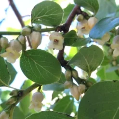 American Persimmon Tree - Diospyros Virginiana - 3 Gallon Pot -Garden Supplies Sales 2024 Persimmon American 5