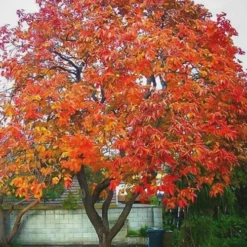 American Persimmon Tree (Diospyros Virginiana) - 3 Pack Of 1.5 Quart Pots -Garden Supplies Sales 2024 Persimmon American 6 1