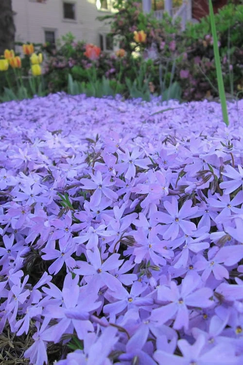 Emerald Cushion Blue Creeping Phlox - 1 Gallon Pot 6 Emerald Cushion Blue Creeping Phlox - 1 Gallon Pot - Image 6