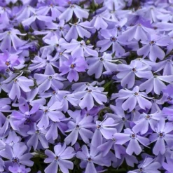 Emerald Cushion Blue Creeping Phlox - 1 Gallon Pot 10 Emerald Cushion Blue Creeping Phlox - 1 Gallon Pot -Garden Supplies Sales 2024 Phlox Emerald Blue 14 1