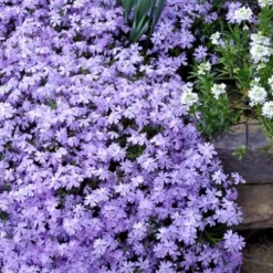 Emerald Cushion Blue Creeping Phlox - 1 Gallon Pot