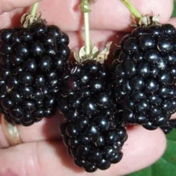 Natchez Thornless Blackberry - 3 Gallon Pot -Garden Supplies Sales 2024 Picture Blackberry Natchez 1