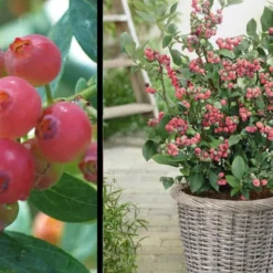 Pink Lemonade Blueberry - 3 Gallon Pot -Garden Supplies Sales 2024 Picture Blueberry Pink Lemonade 1