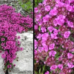 Red Creeping Thyme - Thymus Praecox 'Coccineus' - 10 Pack Of Pint Pots -Garden Supplies Sales 2024 Picture Creeping Thyme Red 4 1