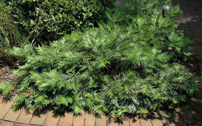 Creeping Japanese Plum Yew (Cephalotaxus Harringtonia 'Prostrata') - 6 Pack Of 1 Gallon Pots 7 Creeping Japanese Plum Yew (Cephalotaxus Harringtonia 'Prostrata') - 6 Pack Of 1 Gallon Pots - Image 7