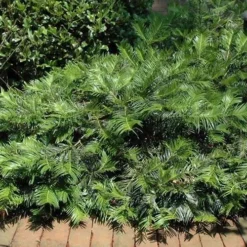 Creeping Japanese Plum Yew (Cephalotaxus Harringtonia 'Prostrata') - 7 Gallon Pot -Garden Supplies Sales 2024 Picture Creeping Yew 5