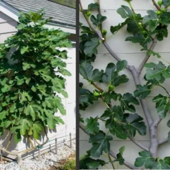 Brown Turkey Fig Tree - 3 Gallon Pot -Garden Supplies Sales 2024 Picture Fig Brown Turkey Espalier 3