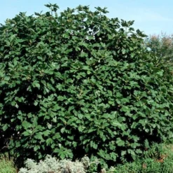 Brown Turkey Fig Tree - 5 Gallon Pot -Garden Supplies Sales 2024 Picture Fig Brown Turkey Shrub Large 1