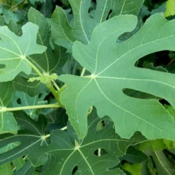 Brown Turkey Fig Tree - 3 Gallon Pot -Garden Supplies Sales 2024 Picture Fig Brown Turkey Tree Leaves 3