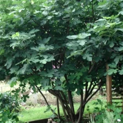 Brown Turkey Fig Tree - 3 Gallon Pot -Garden Supplies Sales 2024 Picture Fig Brown Turkey Tree Multi 3