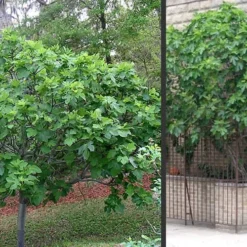 Brown Turkey Fig Tree - 3 Gallon Pot -Garden Supplies Sales 2024 Picture Fig Brown Turkey Trees 3