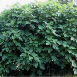 Olympian Cold Hardy Fig Tree - 2 Gallon Pot -Garden Supplies Sales 2024 Picture Fig Tree Celeste 3