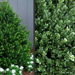 Pyramidal Compacta Japanese Holly - 3 Gallon Pot -Garden Supplies Sales 2024 Picture Holly Compacta Pyramidal 1