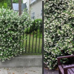 Confederate Jasmine Vine (Trachelospermum Jasminoides) - 1 Gallon Pot -Garden Supplies Sales 2024 Picture Jasmine Confederate 2