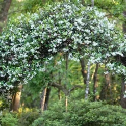 Confederate Jasmine Vine (Trachelospermum Jasminoides) - 1 Gallon Pot -Garden Supplies Sales 2024 Picture Jasmine Confederate On Arch