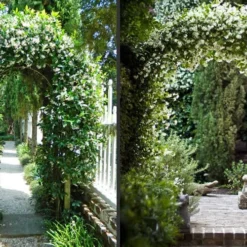 Star Jasmine Vine (Trachelospermum Jasminoides) - 6 Pack Of 1 Gallon Pots -Garden Supplies Sales 2024 Picture Jasmine Confederate On Arches 2 3