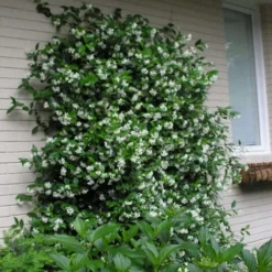 Confederate Jasmine Vine (Trachelospermum Jasminoides) - 1 Gallon Pot -Garden Supplies Sales 2024 Picture Jasmine Confederate On Trellis