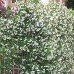 Star Jasmine Vine (Trachelospermum Jasminoides) - 6 Pack Of 1 Gallon Pots -Garden Supplies Sales 2024 Picture Jasmine Confederate Vine 1 3